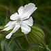 White Campion