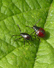 Picromerus bidens Shieldbug Nymphs