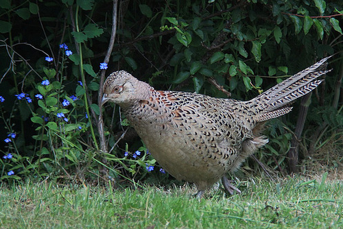 Hen pheasant and wild flowers