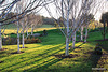 Late Afternoon Shadows