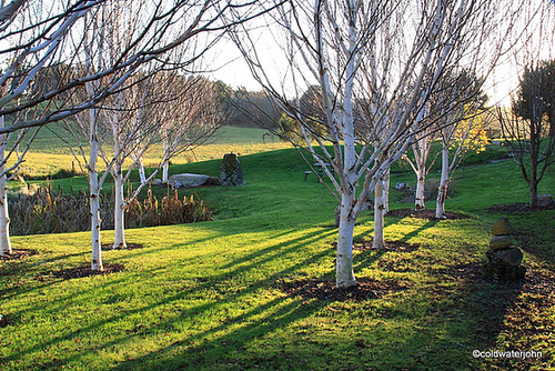 Late Afternoon Shadows