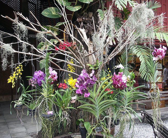 Tree full of orchids