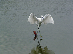 Walking on Water