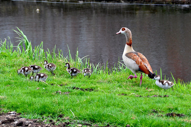 Mother Goose and her kids