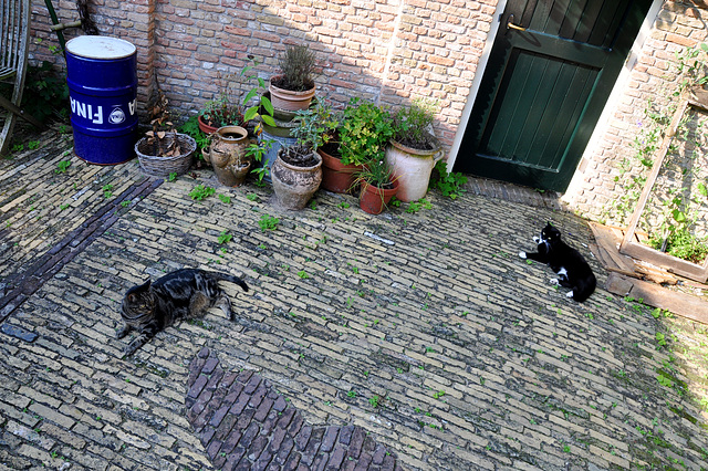 Cats trying to cool a bit on the stones