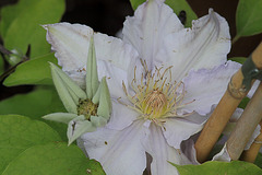 Clematis "Angelique"