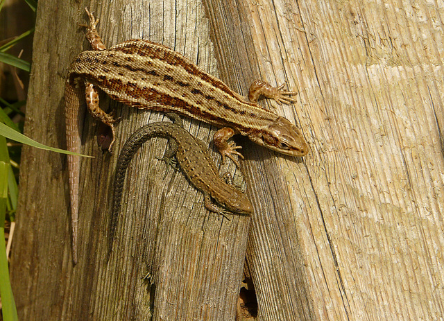 Common Lizards