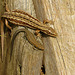 Common Lizards