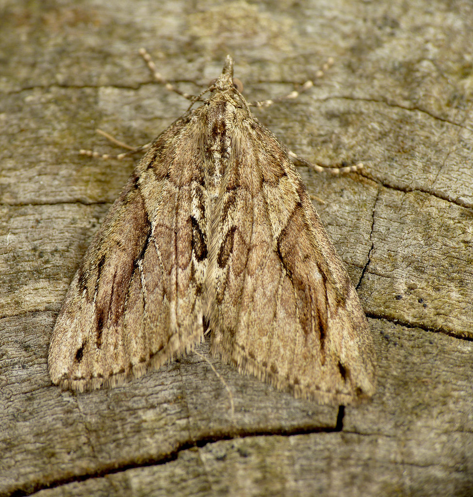 Cypress Carpet