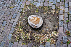 Tree stump in Haarlem