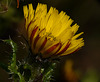 Prickly Lettuce