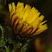 Prickly Lettuce