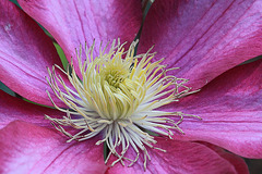 Burgundy Clematis