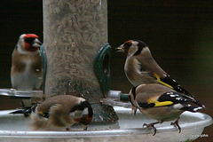 Goldfinch Breakfast Meeting