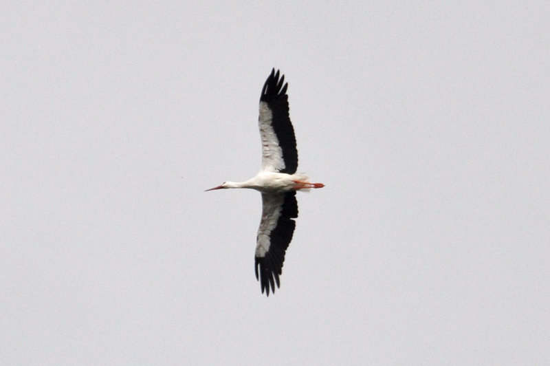 Stork passing over the office