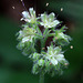 Pacific Waterleaf