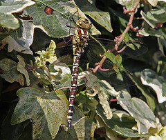 Southern Hawker