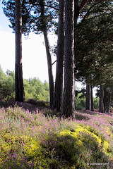 Heather in bloom in the woods today