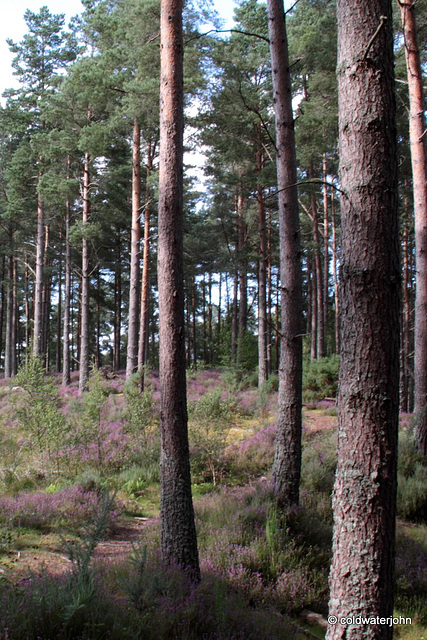 Heather in bloom in the woods today