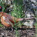 Cock pheasant hiding in the wild flowers bed