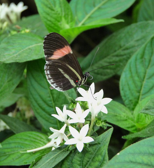 Unidentified Butterfly