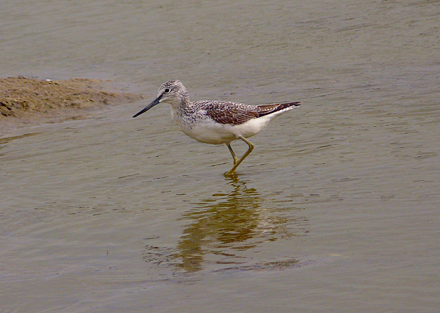 Greenshank