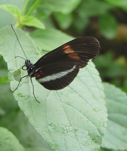 Unidentified Butterfly