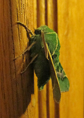 Pacific Green Sphinx Moth, Arctonotus lucidus