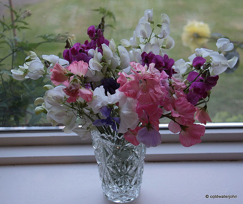 Sweet peas filling the room with their scent