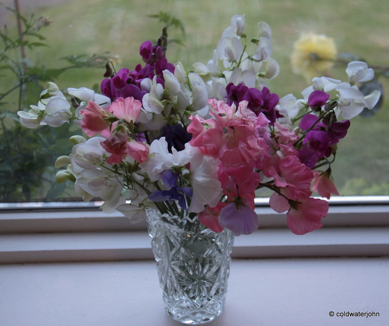 Sweet peas filling the room with their scent