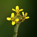 Creeping Yellow-cress