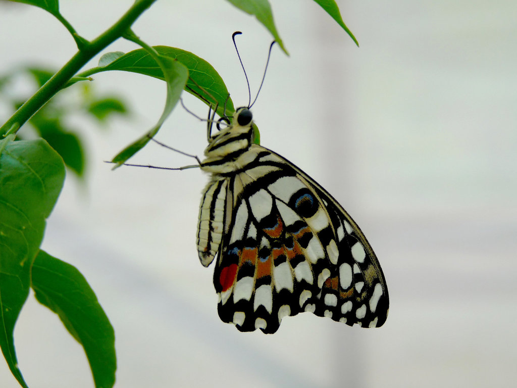 Tree Nymph