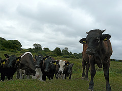 Right, Hand Over the Biscuits and No One Gets Hurt