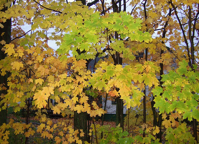 Wet Leaves, Old House