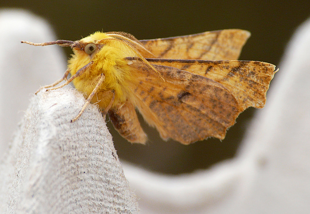 Canary-shouldered Thorn