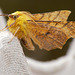 Canary-shouldered Thorn