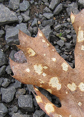 leafcloseup