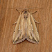 L-album Wainscot