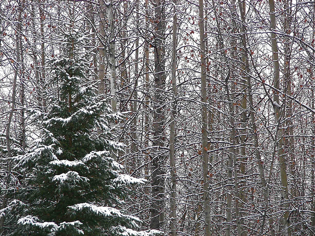 More 12 October snow