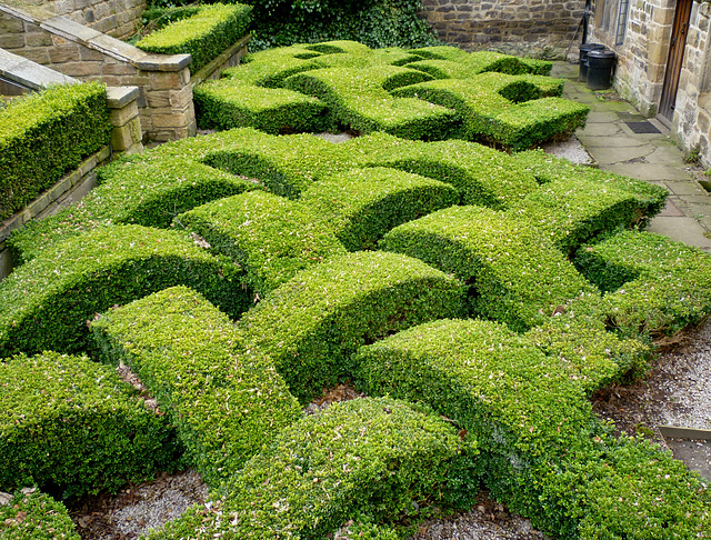 Knotted Hedges