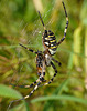 Wasp Spider