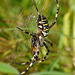 Wasp Spider