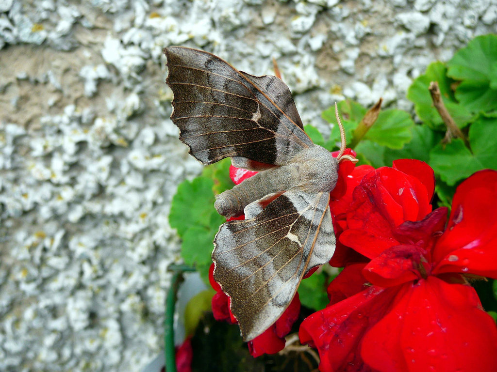 Poplar Hawk Moth