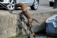 Climbing out of the water