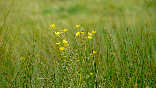 Butterycups