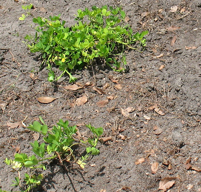 Day 1 ... the Perennial Peanut Planted