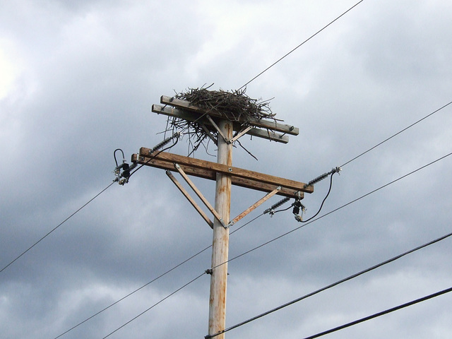 Giant Bird's Nest #1