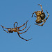 Orb Weaver Spiders Mating Ritual