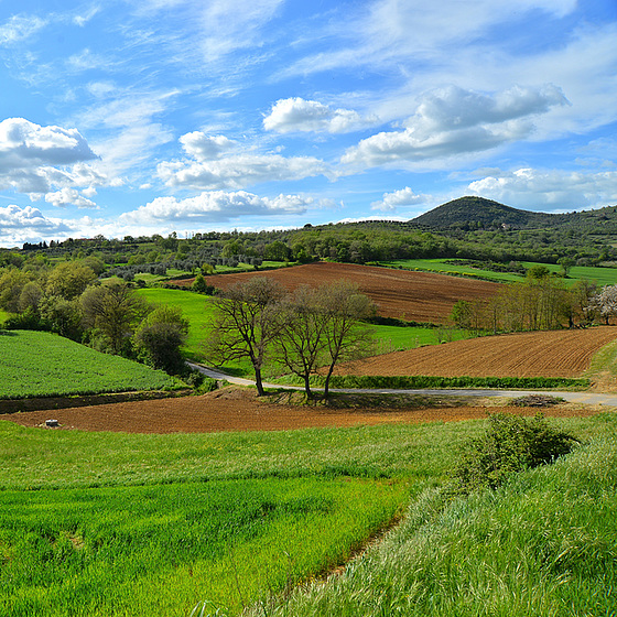 Green grass of home.