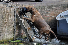 Climbing out of the water